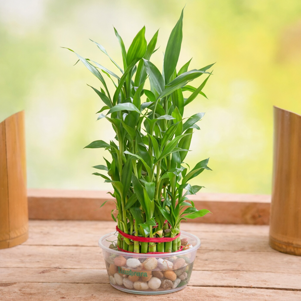 lucky bamboo plant store near me Lucky Bamboo Plant Live Indoor Water Plant for Home & Office