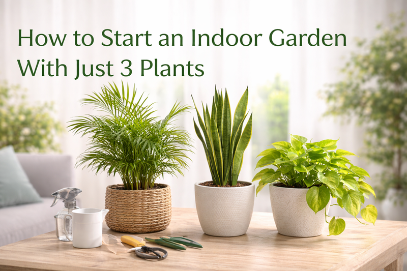 Blog banner showing three beginner-friendly indoor plants — areca palm, snake plant, and money plant — arranged on a wooden table with the text ‘How to Start an Indoor Garden With Just 3 Plants’.