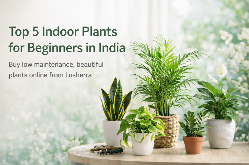 Lusherra blog banner featuring top 5 low-maintenance indoor plants for beginners in India, arranged on a wooden table in a bright indoor setting