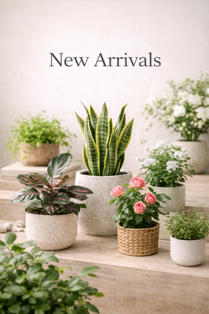 New Arrivals