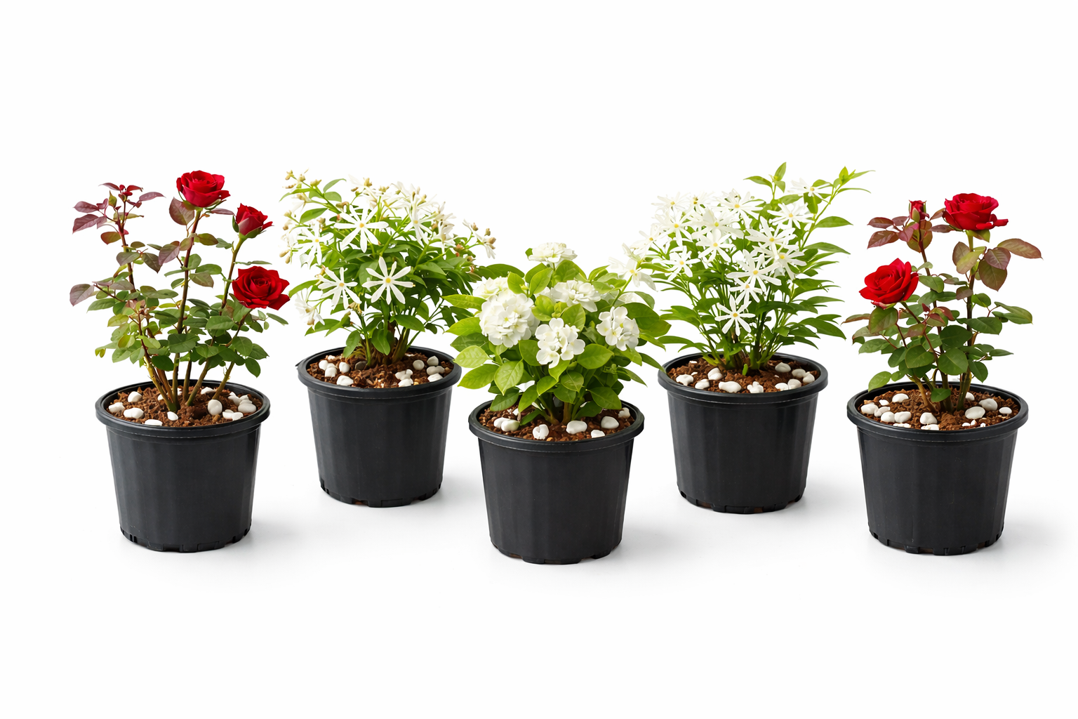 Set of 5 Flowering Plants (Mixed Variety)