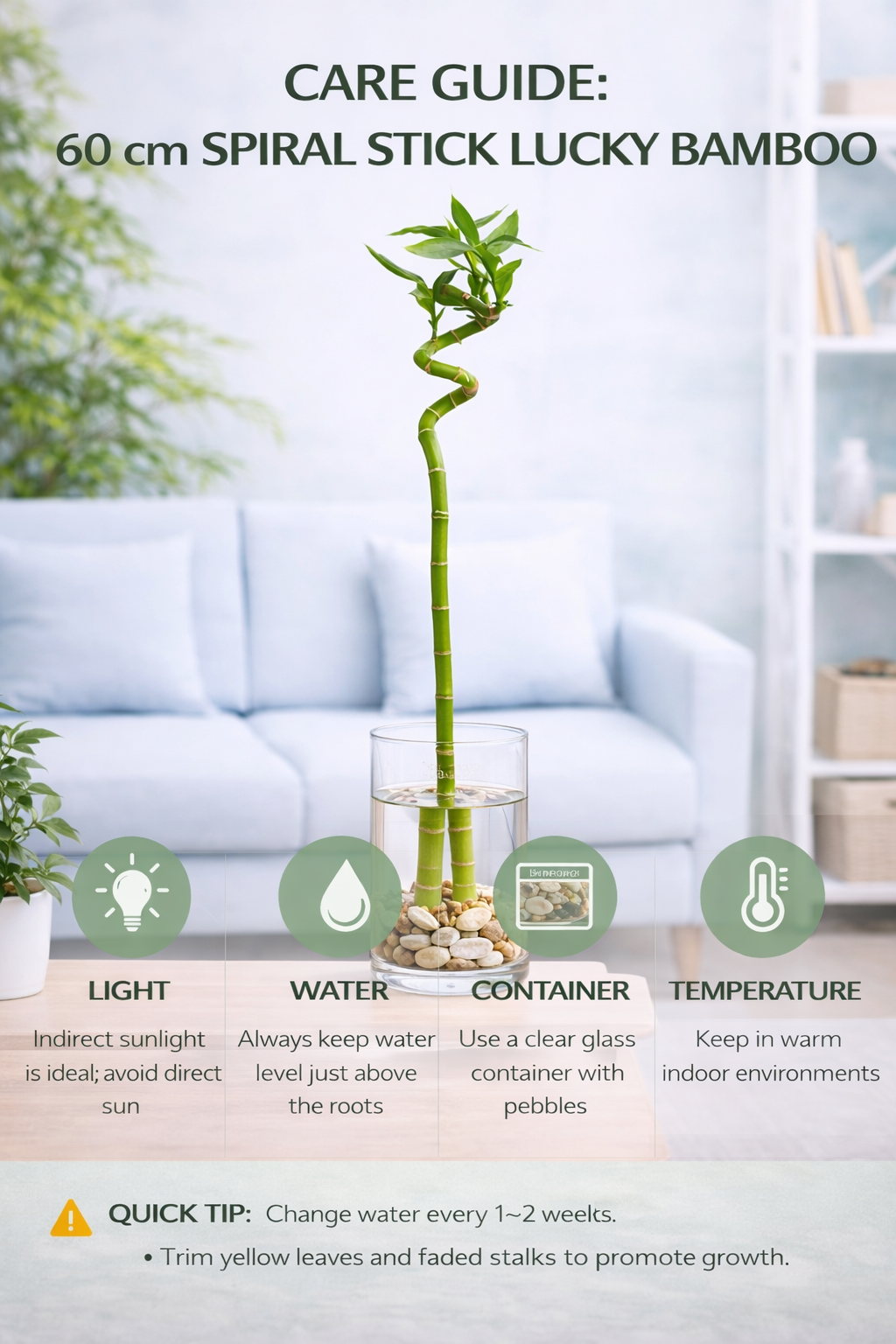 60 cm Spiral Stick Lucky Bamboo Plant