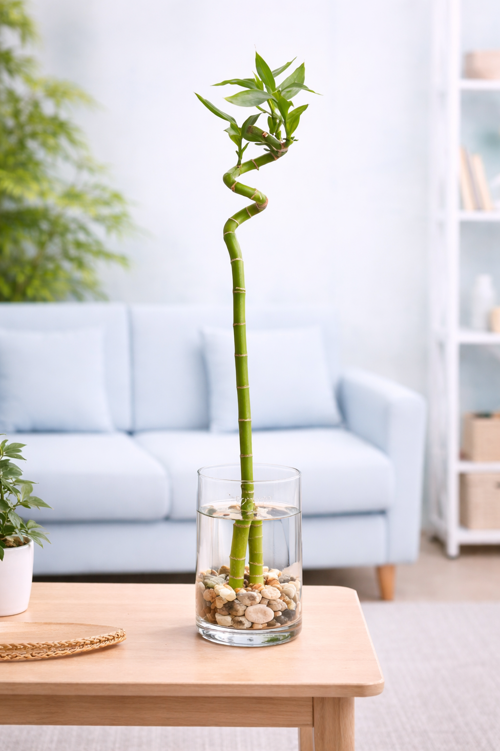 60 cm Spiral Stick Lucky Bamboo Plant