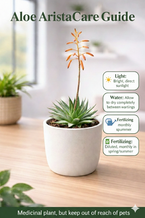 Aloe aristata (Lace Aloe)