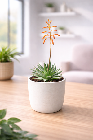 Aloe aristata (Lace Aloe)