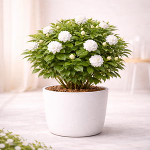 Arabian Jasmine (Mogra) – Fragrant Flowering Plant