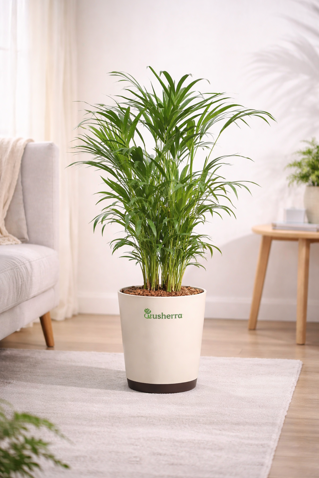 Areca Palm Small Plant