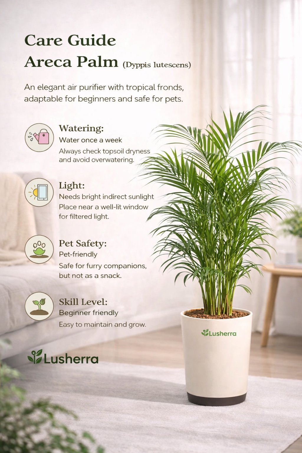 Areca Palm Small Plant