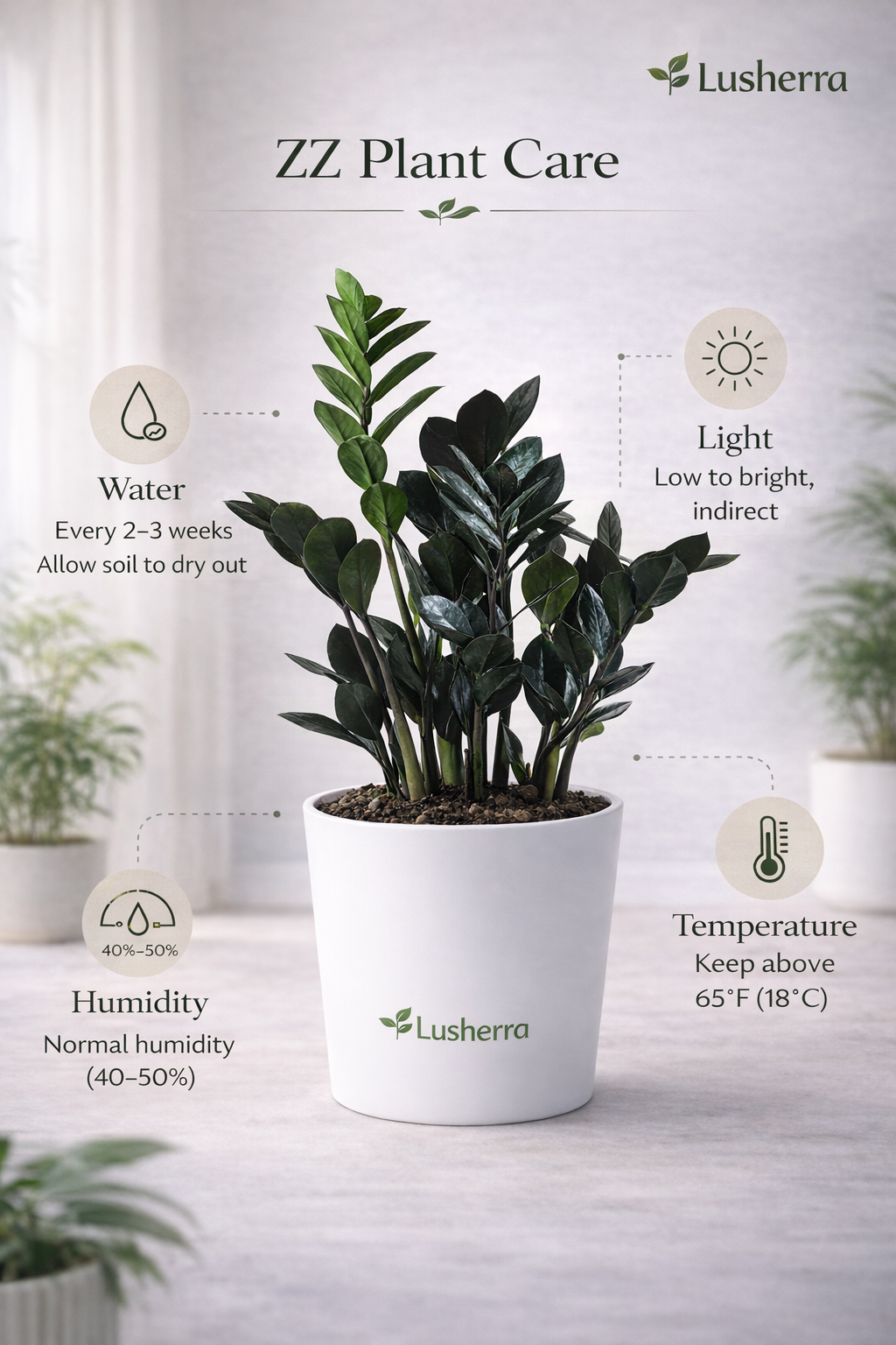 Rare Black ZZ Plant – Premium Indoor Plant