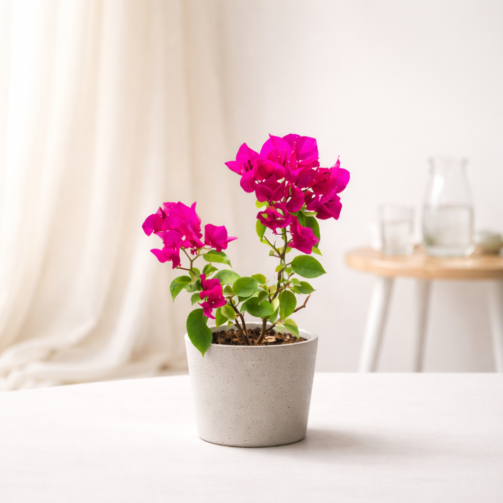 Bougainvillea Plant