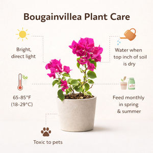 Bougainvillea Plant