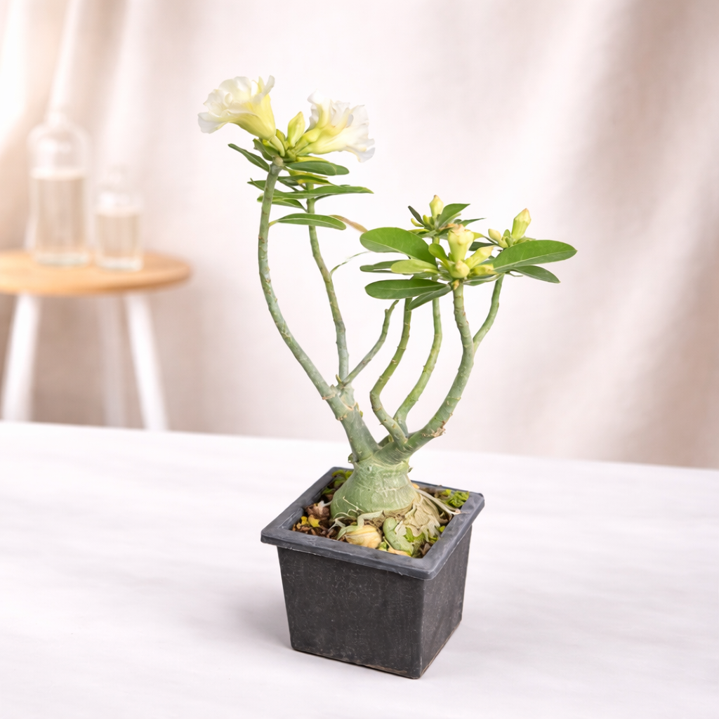 Desert Rose (Adenium obesum)