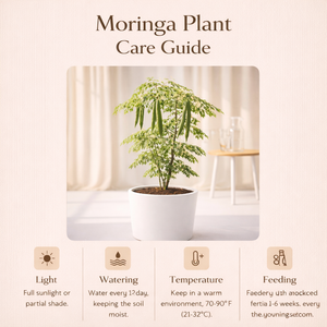 Drumsticks, Moringa Oleifera - Plant