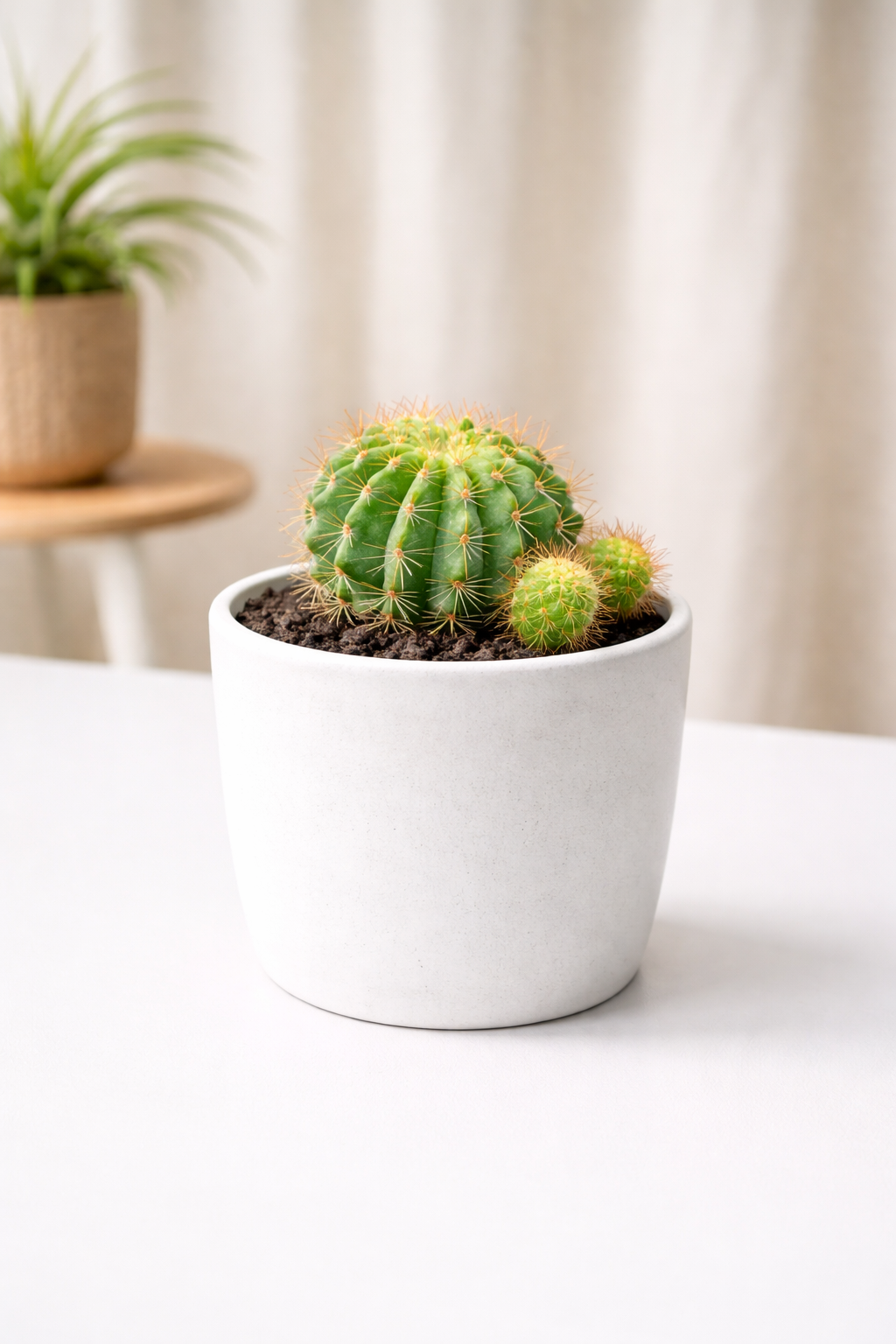 Easter Lily Cactus | Echinopsis oxygona
