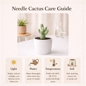Austrocylindropuntia subulata (Eve’s Needle Cactus) — Lusherra Indoor Cactus Collection