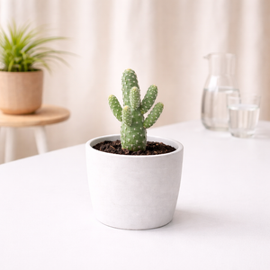Austrocylindropuntia subulata (Eve’s Needle Cactus) — Lusherra Indoor Cactus Collection