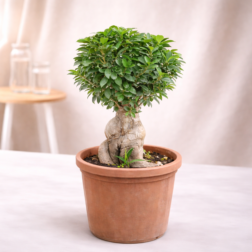 Bonsai (Ficus Microcarpa / Ginseng Bonsai)