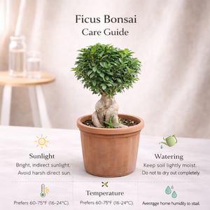Bonsai (Ficus Microcarpa / Ginseng Bonsai)