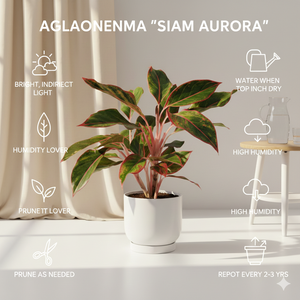 Ink Aglaonema Lipstick Plant – Indoor Pink Foliage Plant to Buy Online in India