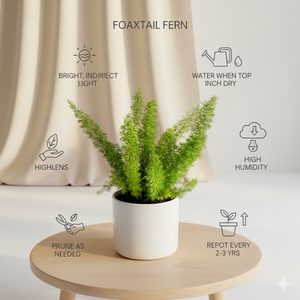 Foxtail Fern Plant (Asparagus Densiflorus) – Soft, Lush Indoor Greenery