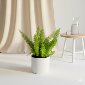 Foxtail Fern Plant (Asparagus Densiflorus) – Soft, Lush Indoor Greenery