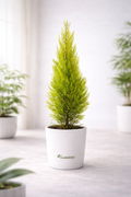 Cypress Golden - Plant