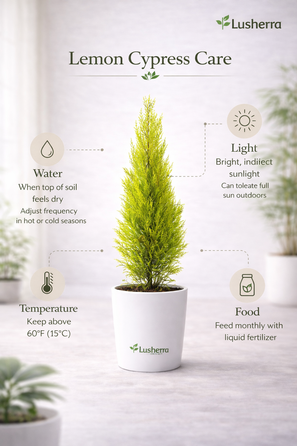 Cypress Golden - Plant