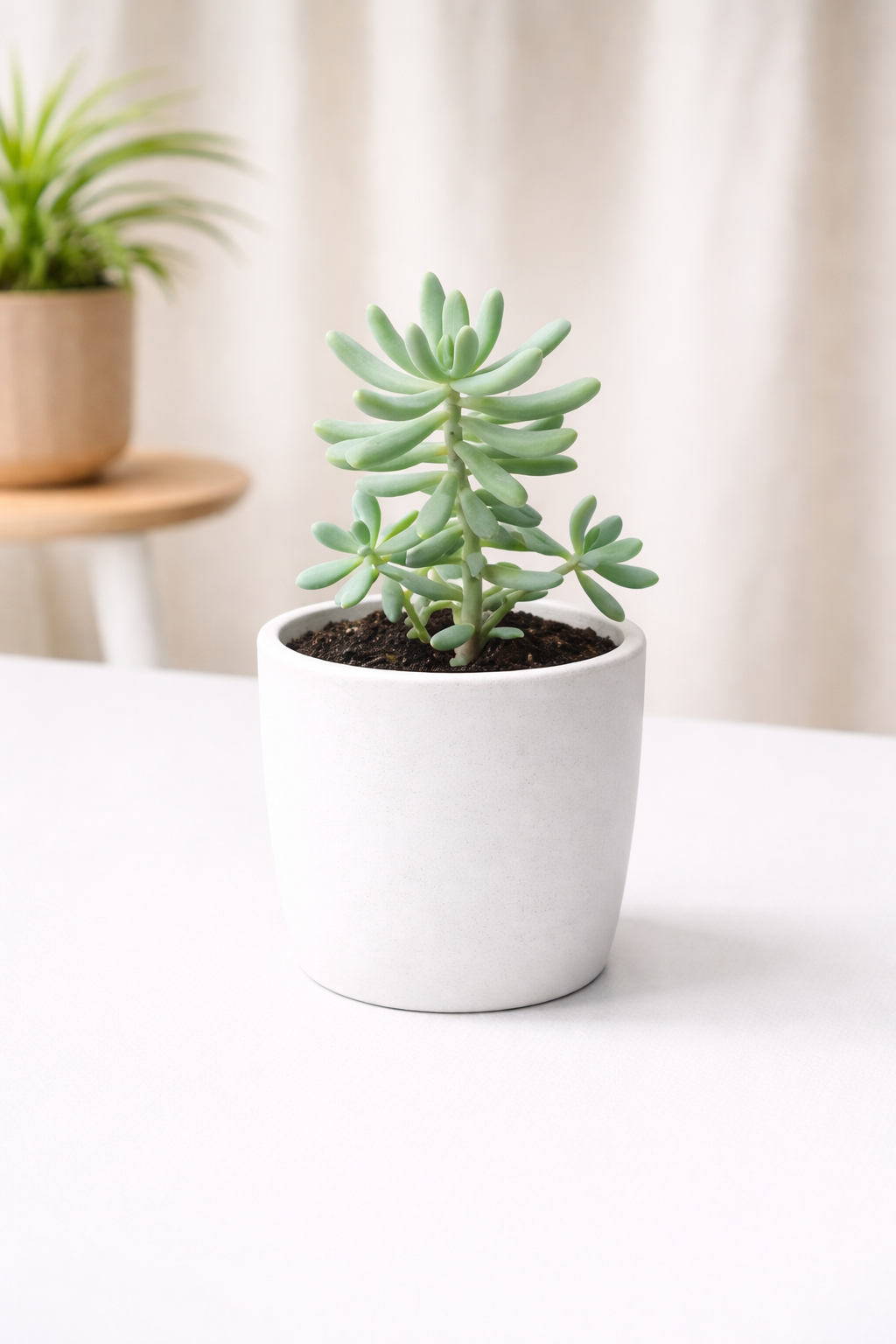 Jelly Bean Succulent | Sedum pachyphyllum