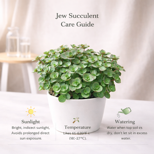 Gachwala Bolivian Jew Succulent Plant