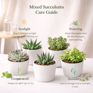 Lusherra Mixed Succulent Plants (Set of 5) – Easy-Care Indoor Collection