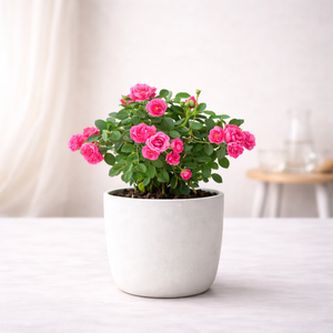 Miniature Pink Rose Plant — Lusherra Indoor & Balcony Flowering Collection