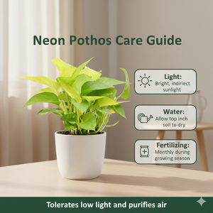 Money Plant (Epipremnum aureum) — Lusherra Indoor Green Collection