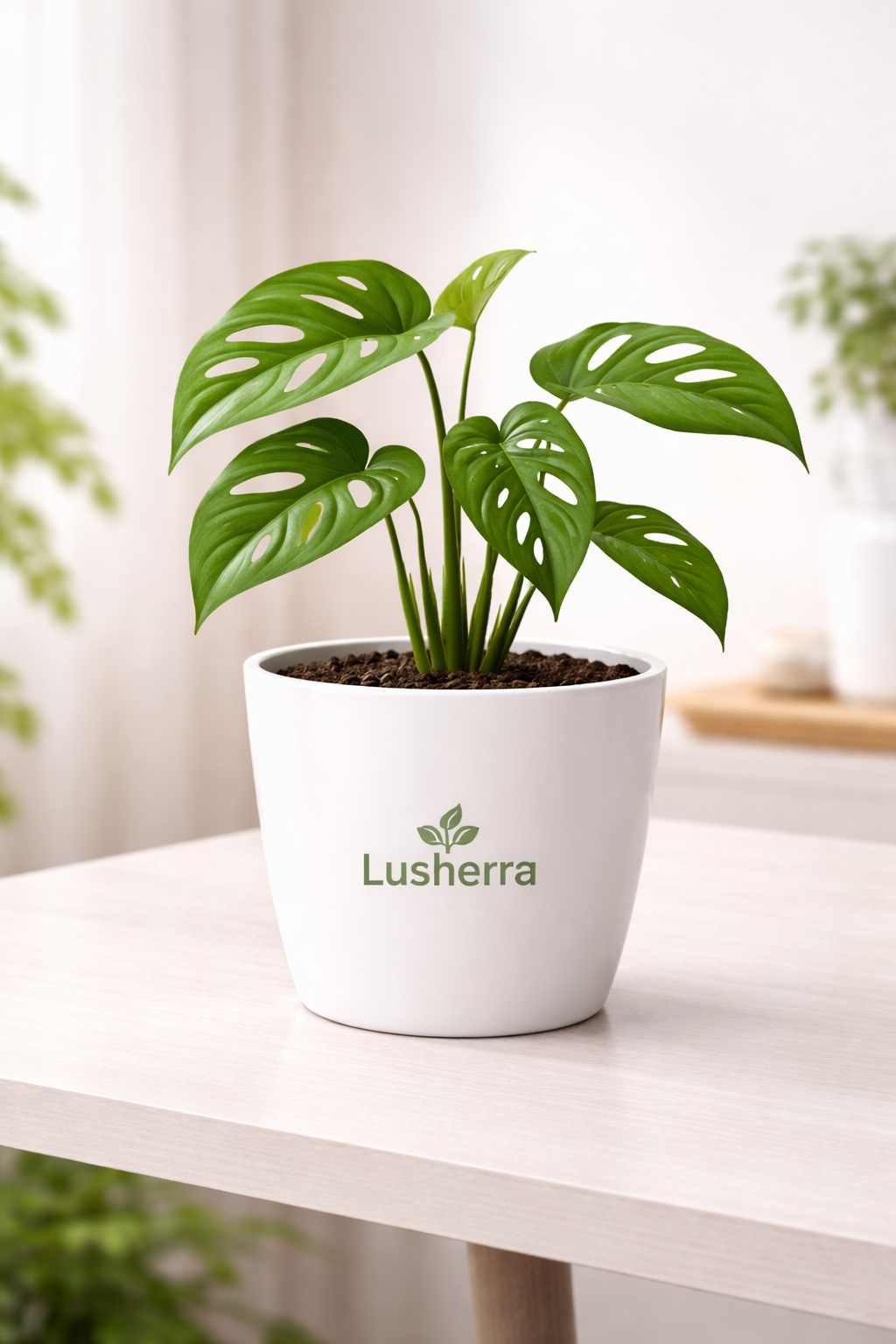 Philodendron Broken Heart, Monstera adansonii - Plant