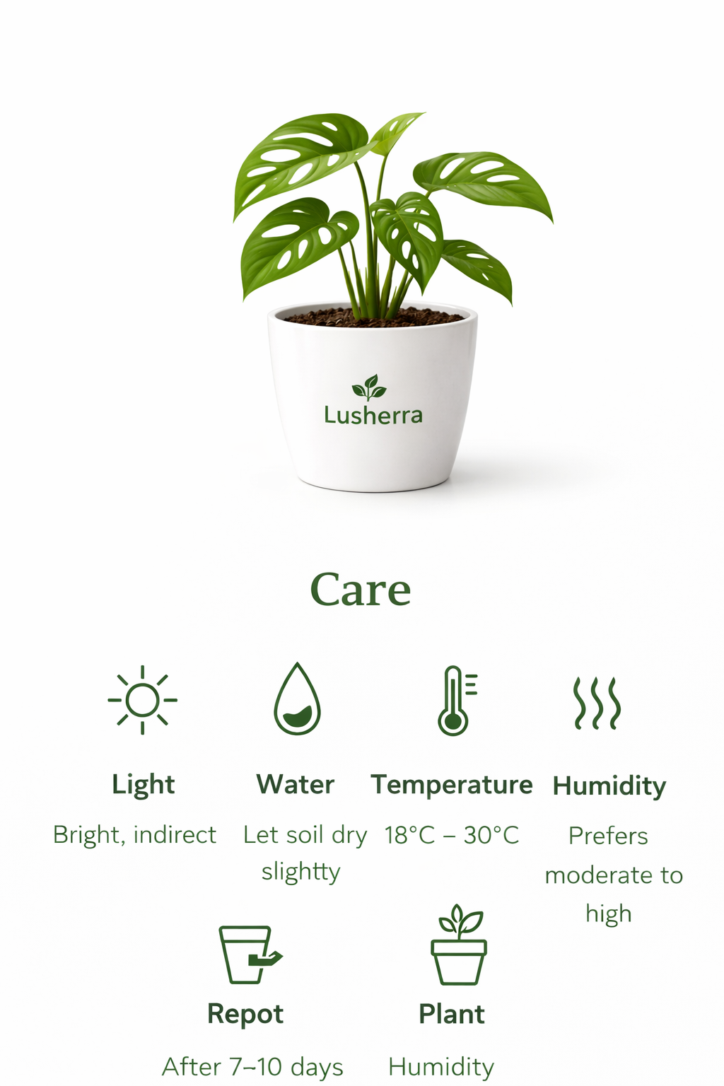 Philodendron Broken Heart, Monstera adansonii - Plant