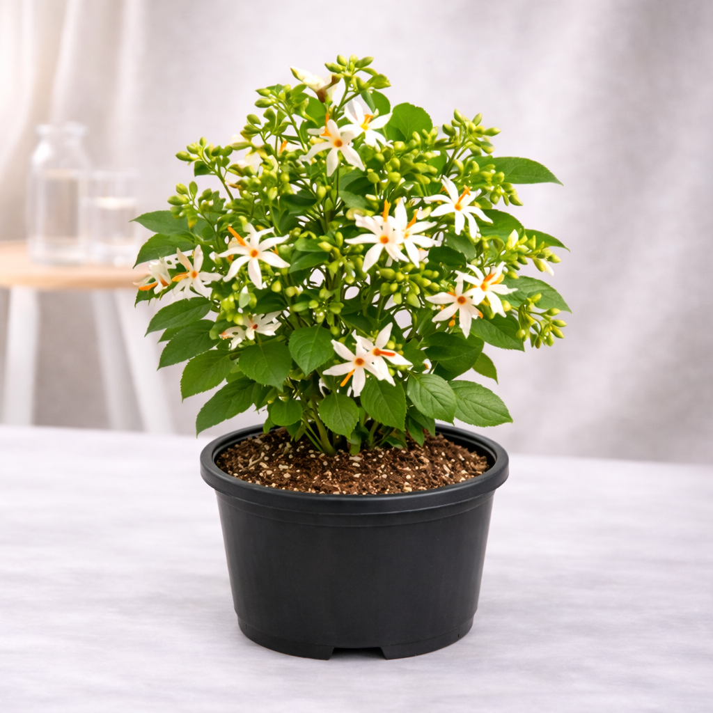 Parijat Tree, Parijatak, Night Flowering Jasmine - Plant