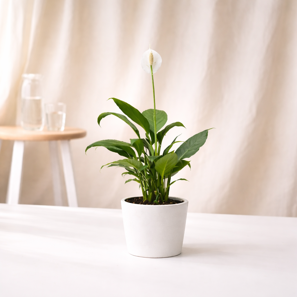Peace Lily (Spathiphyllum) – Indoor Flowering Air-Purifying Plant for Indian Homes