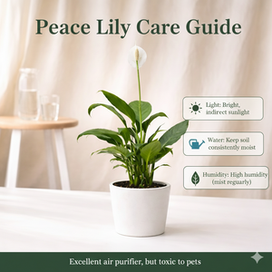 Peace Lily (Spathiphyllum) – Indoor Flowering Air-Purifying Plant for Indian Homes