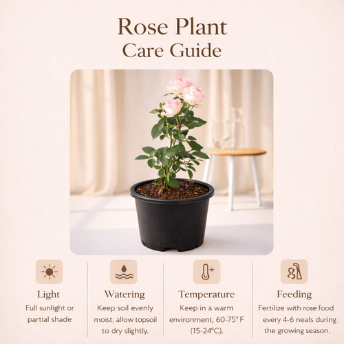 Peach Rose Plant