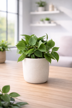 Philodendron Scandens Oxycardium, Heart-Leaf Philodendron - Plant