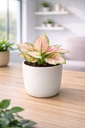 Pink Aglaonema / Chinese Evergreen