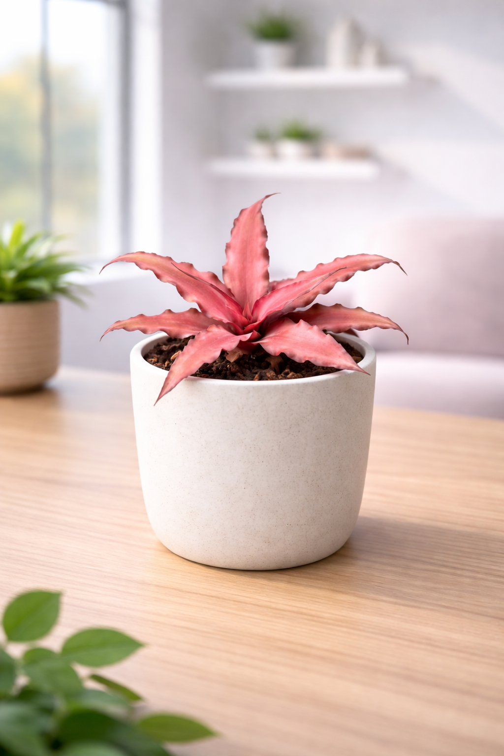 Pink Earth Star Plant | Cryptanthus bivittatus
