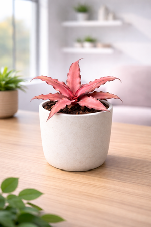 Pink Earth Star Plant | Cryptanthus bivittatus
