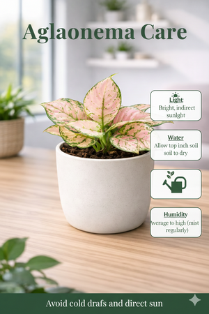 Pink Aglaonema / Chinese Evergreen