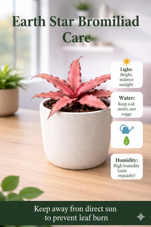 Pink Earth Star Plant | Cryptanthus bivittatus