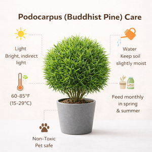 Podocarpus Plant (Buddhist Pine)