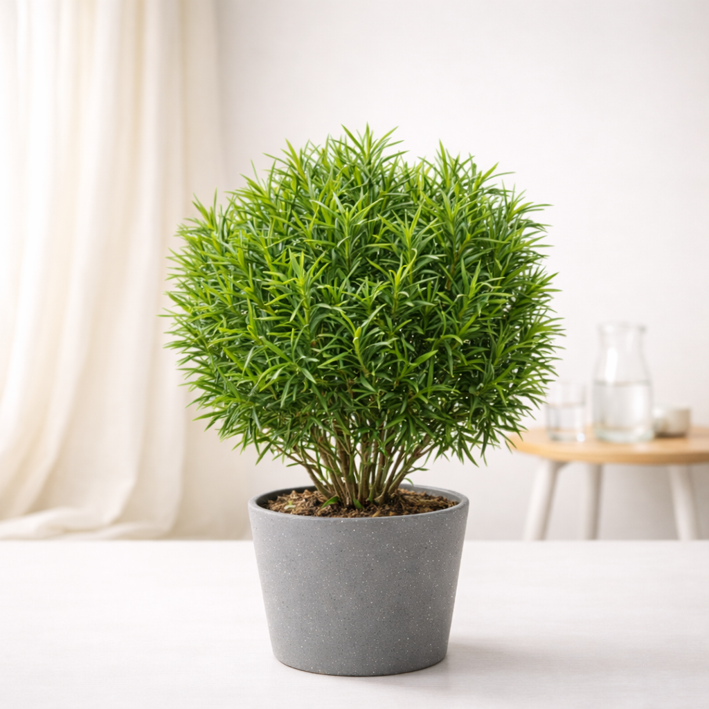 Podocarpus Plant (Buddhist Pine)