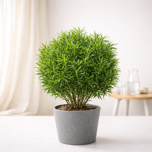 Podocarpus Plant (Buddhist Pine)