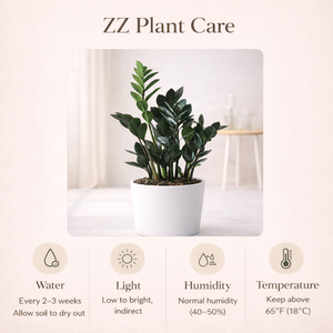 Rare Black ZZ Plant – Premium Large Indoor Plant