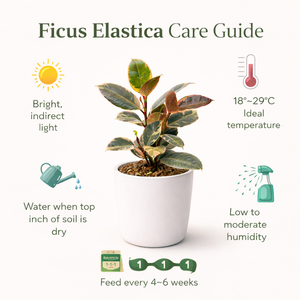 Rubber Plant Ruby (Ficus elastica) – Pink Variegated Indoor Floor Plant for Indian Homes