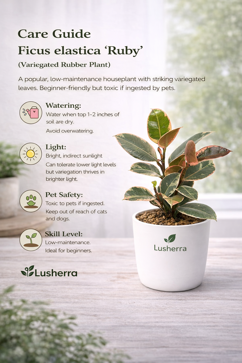 Rubber Tree, Rubber Plant, Ficus elastica (Ruby, Pink) - Plant